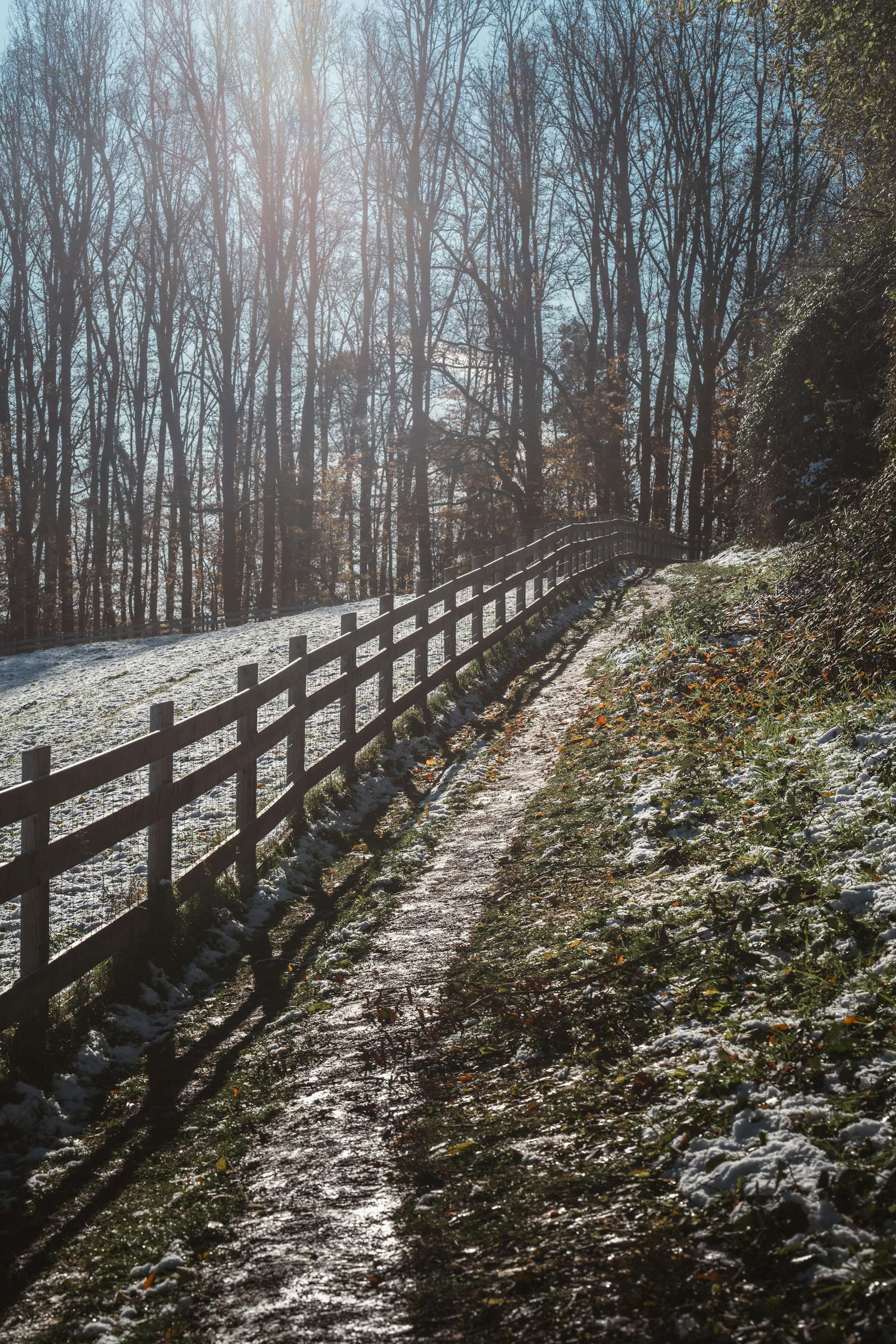 snowy pathway along a forest in winter