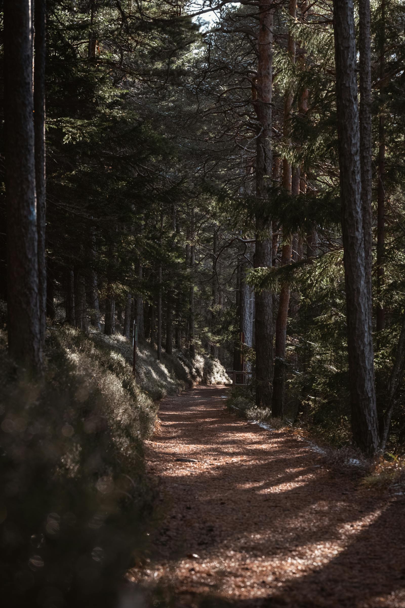 tranquil forest pathway in semmering austria