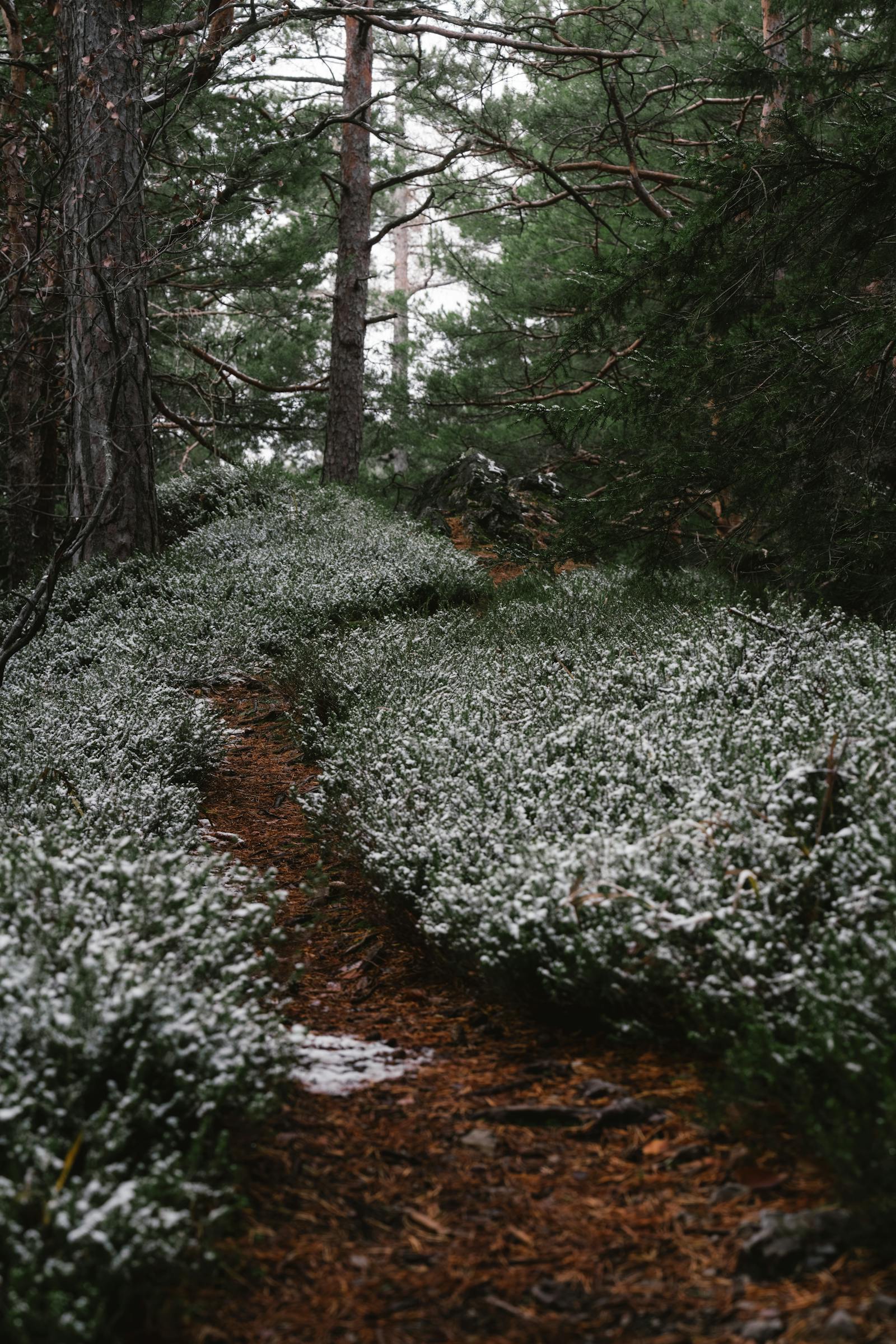 A serene winter forest pathway dusted in snow, located in Styria, Austria.