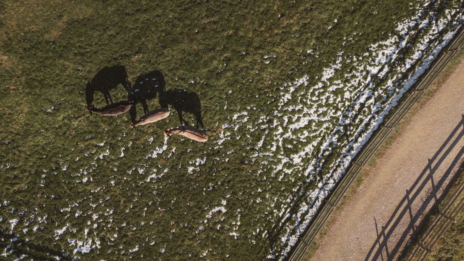 Peaceful aerial view of cows grazing in snowy fields near Graz, Austria.