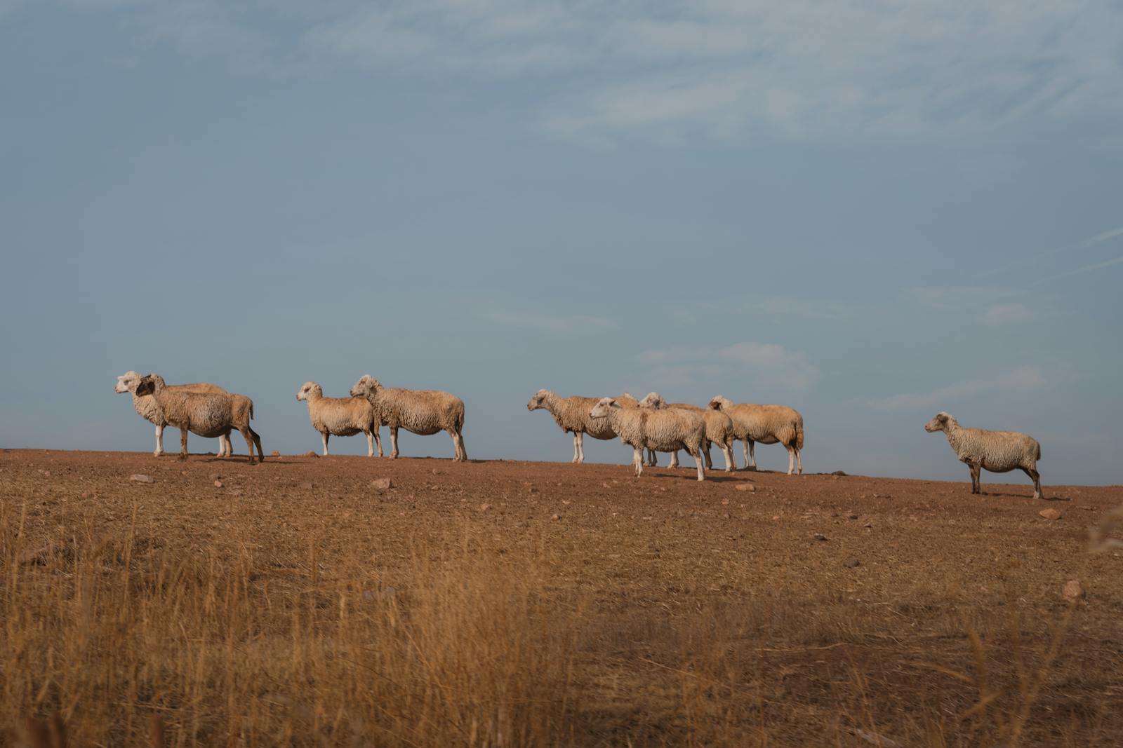 A peaceful landscape featuring a flock of sheep grazing on a hillside under a clear sky in Ankara, Türkiye.