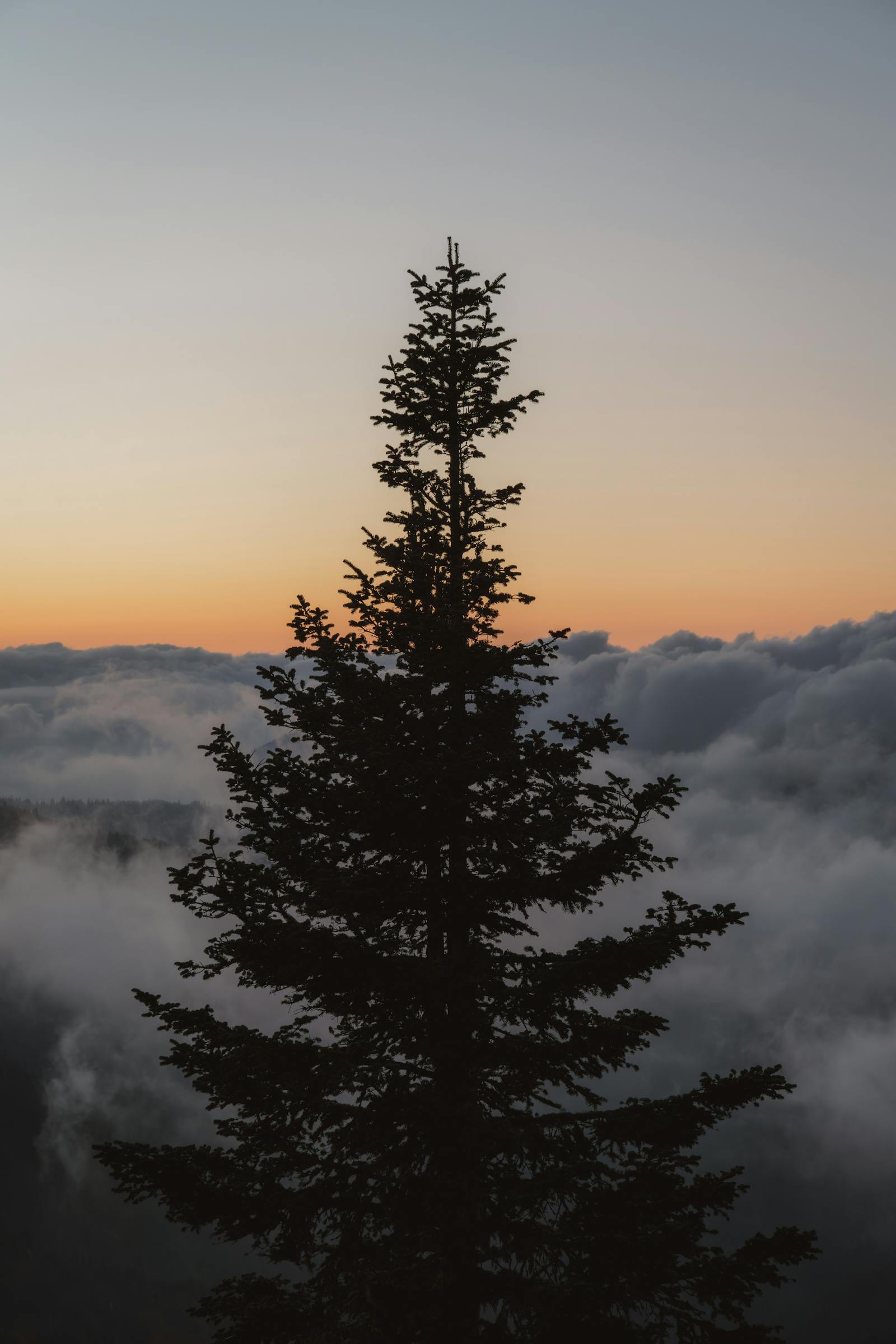 A lone tree silhouette against a dramatic twilight sky with clouds, evoking peace.