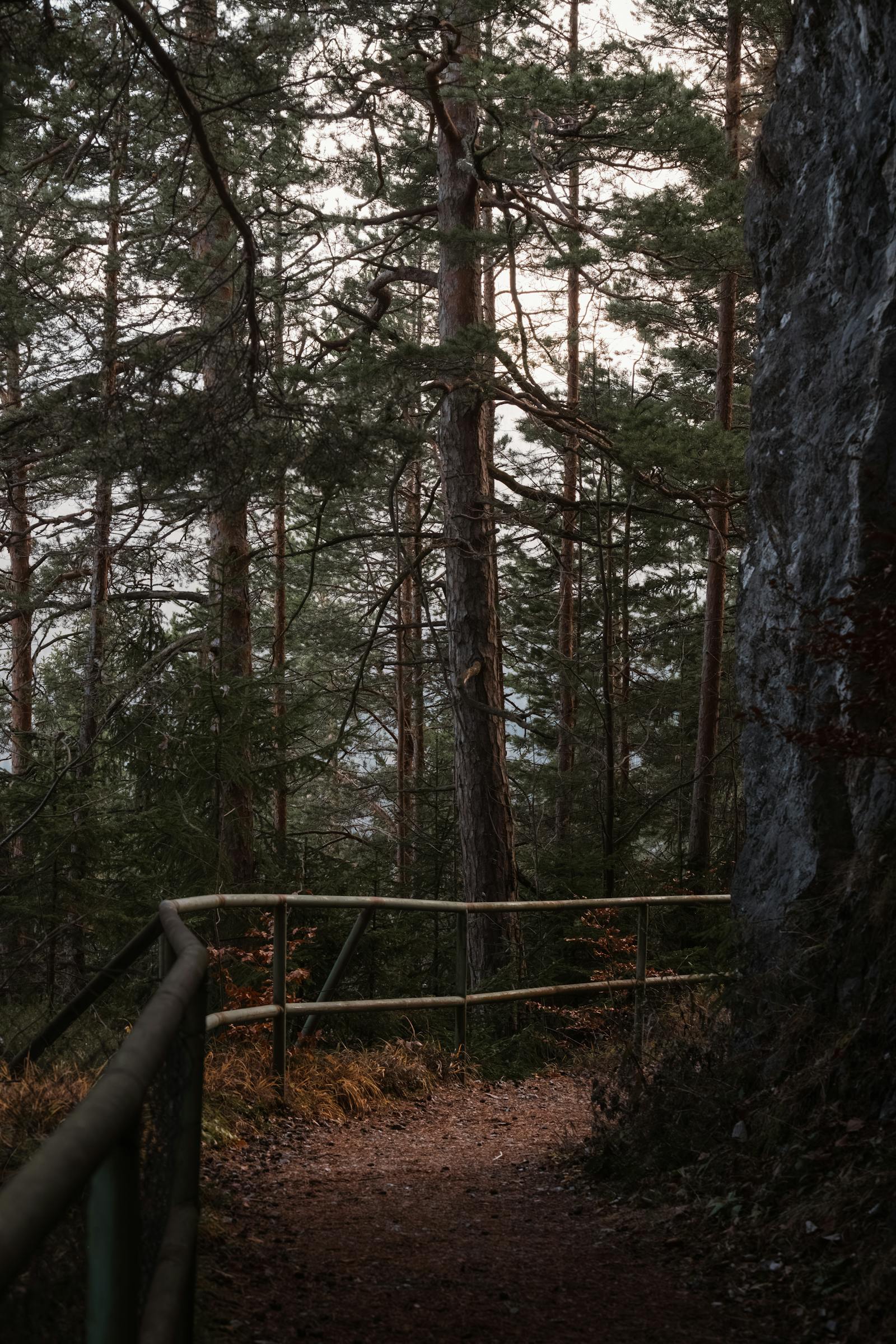 Explore a serene forest path in autumn, surrounded by tall trees and natural beauty in Styria, Austria.