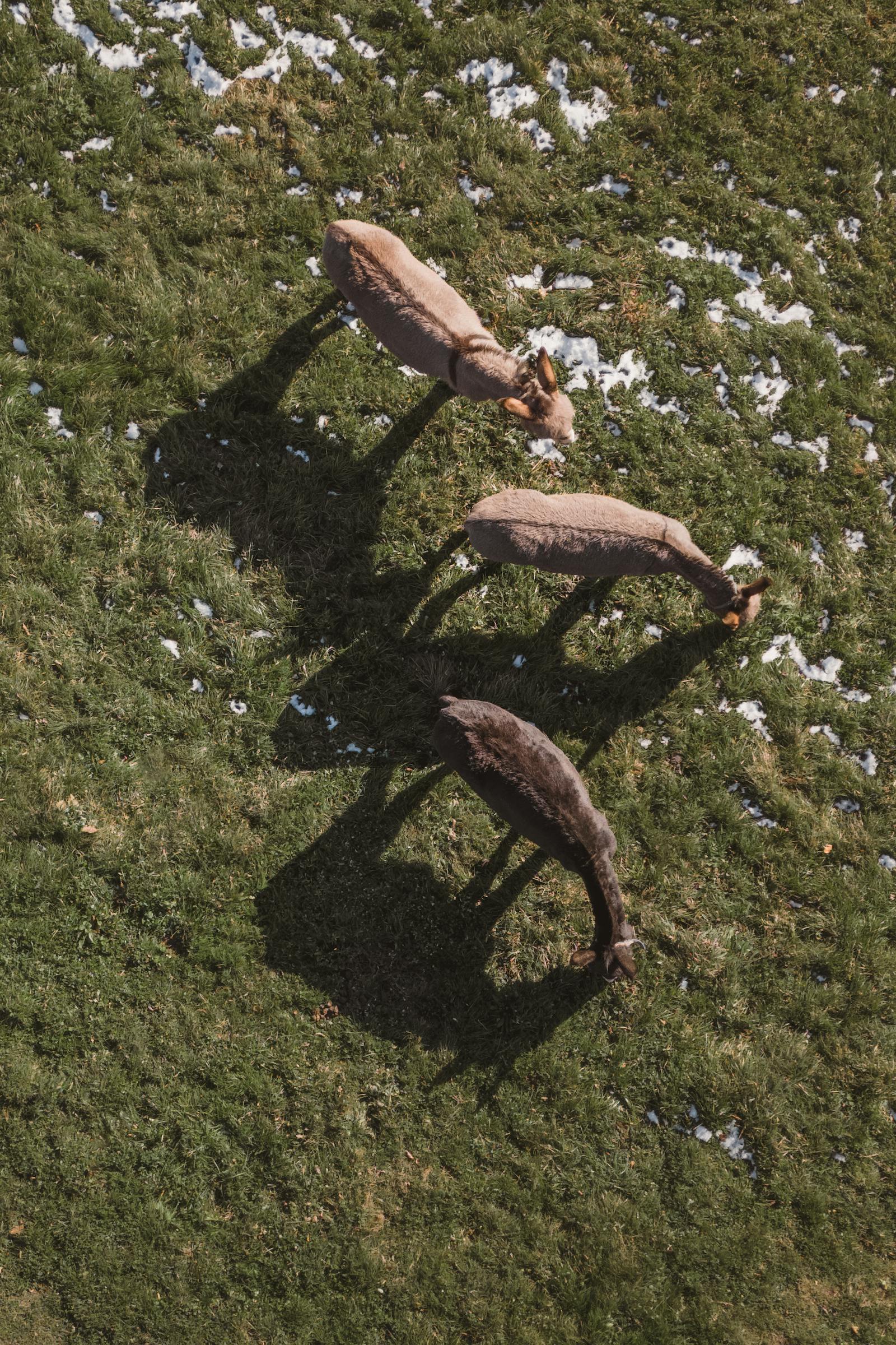 A serene aerial shot of three donkeys grazing on a green field in Graz, Austria.