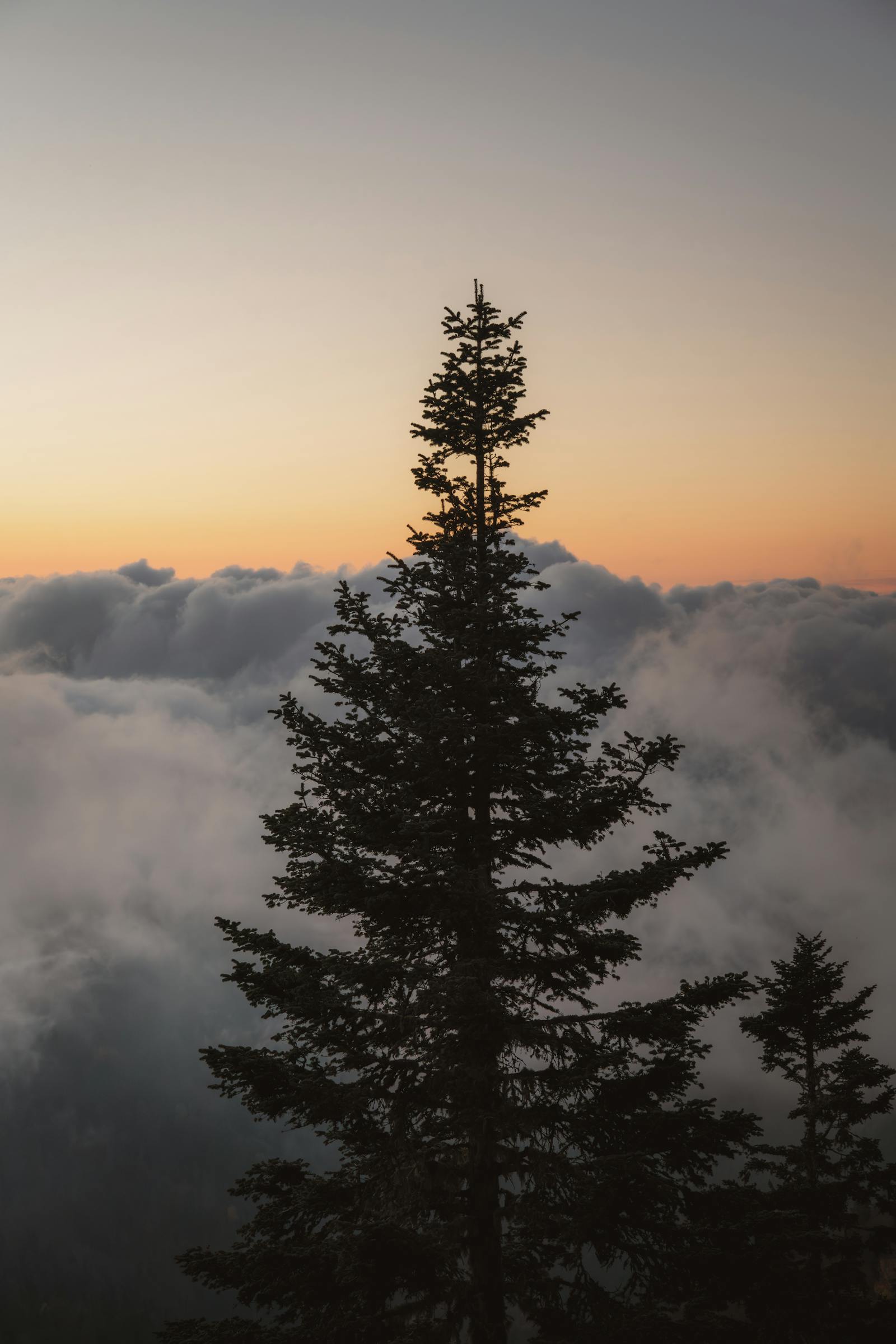 Scenic view of a lone pine tree silhouetted against a sunrise sky above clouds, evoking solitude and serenity.