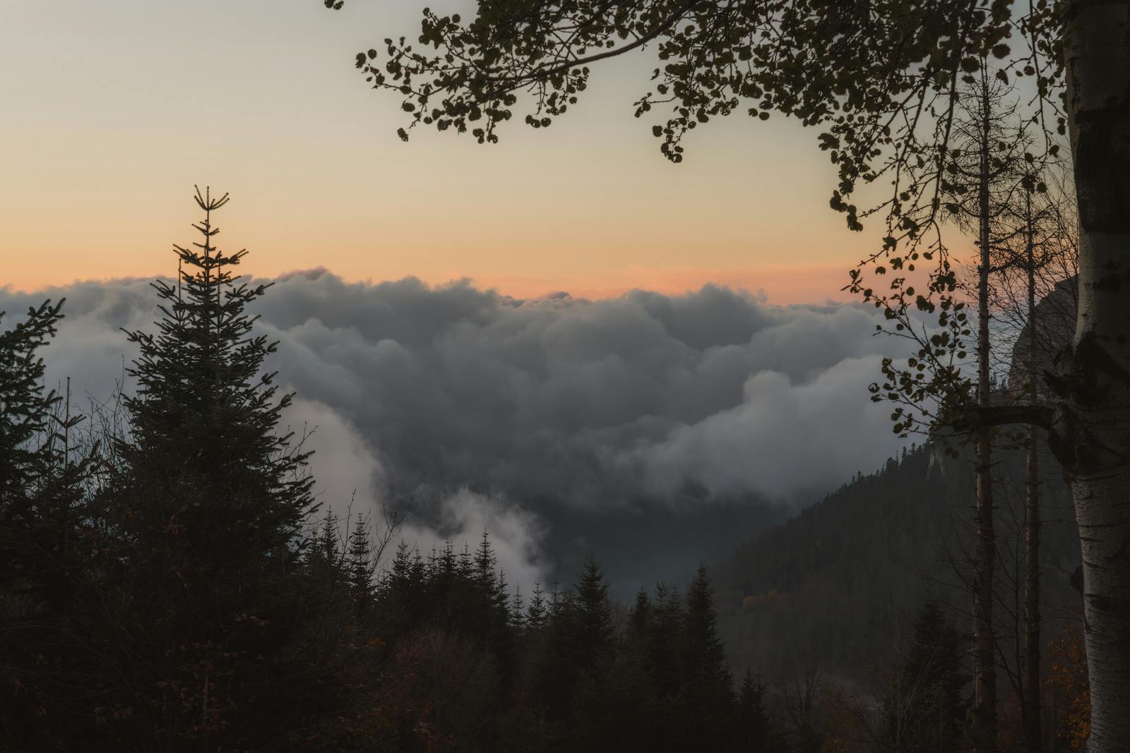 Peaceful forest landscape at dawn with misty clouds and a serene sunrise view.