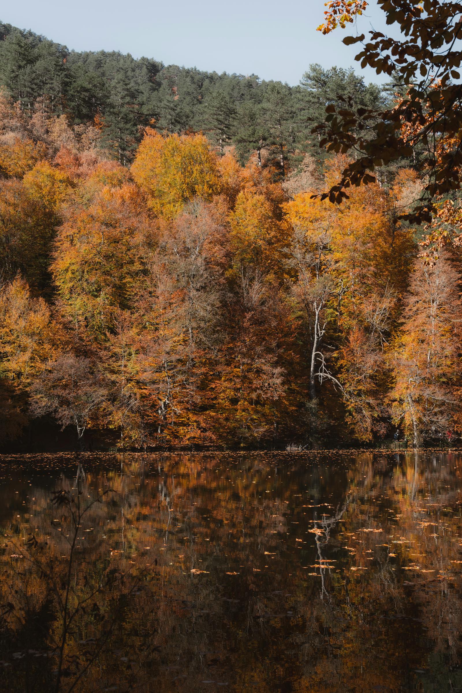 Serene autumn landscape with vibrant foliage reflecting on a tranquil lake in Bolu, Türkiye.