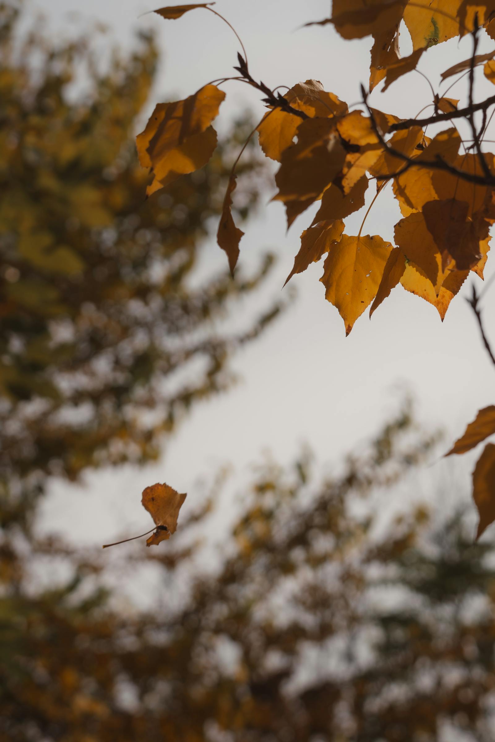 Golden autumn leaves fluttering in Ankara, capturing fall's serene beauty.