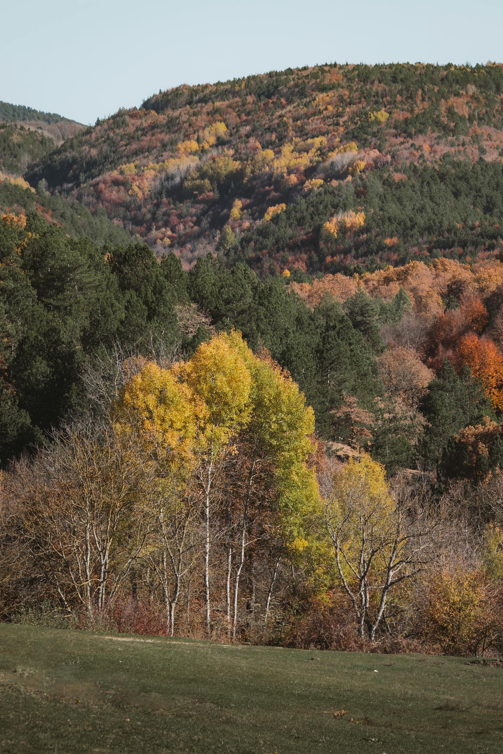 Scenic autumn view in Bolu, Türkiye, with colorful foliage in a tranquil forest setting.