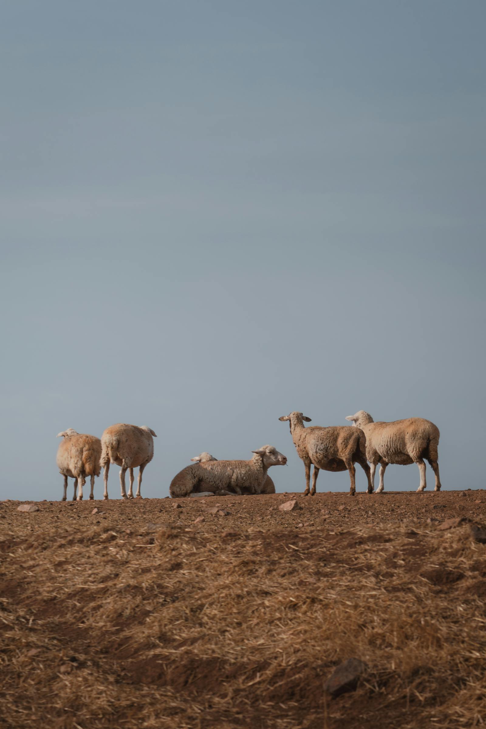 Peaceful group of sheep grazing on a hillside in Ankara, Türkiye, under a clear sky.