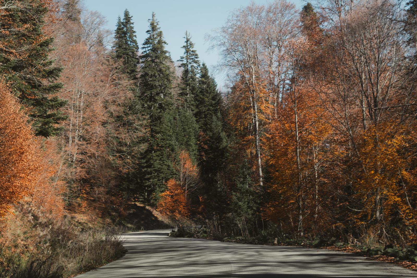 A peaceful forest road surrounded by vibrant autumn foliage in Bolu, Türkiye.