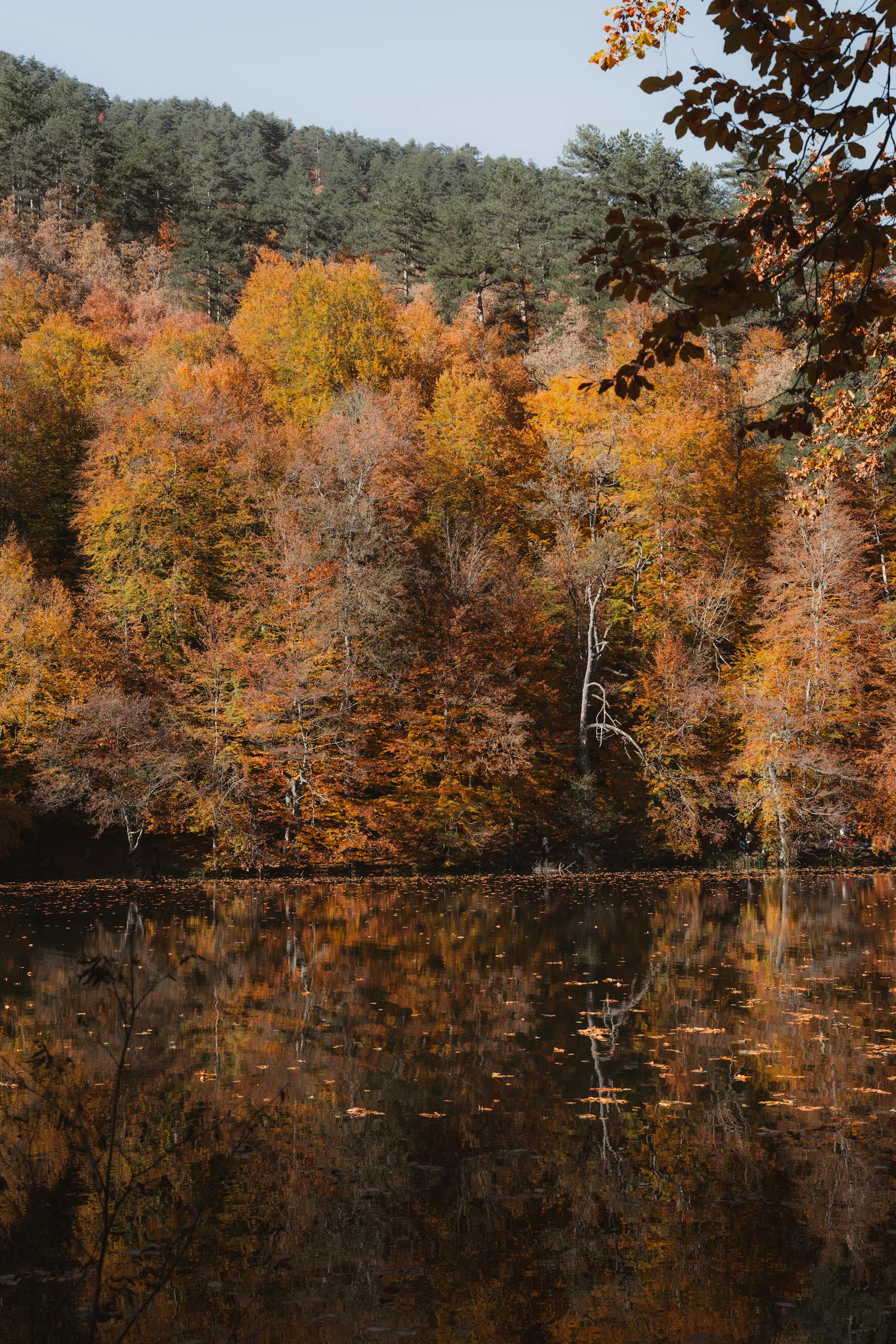 A peaceful forest lake in Bolu during autumn, showcasing vibrant foliage and reflections.