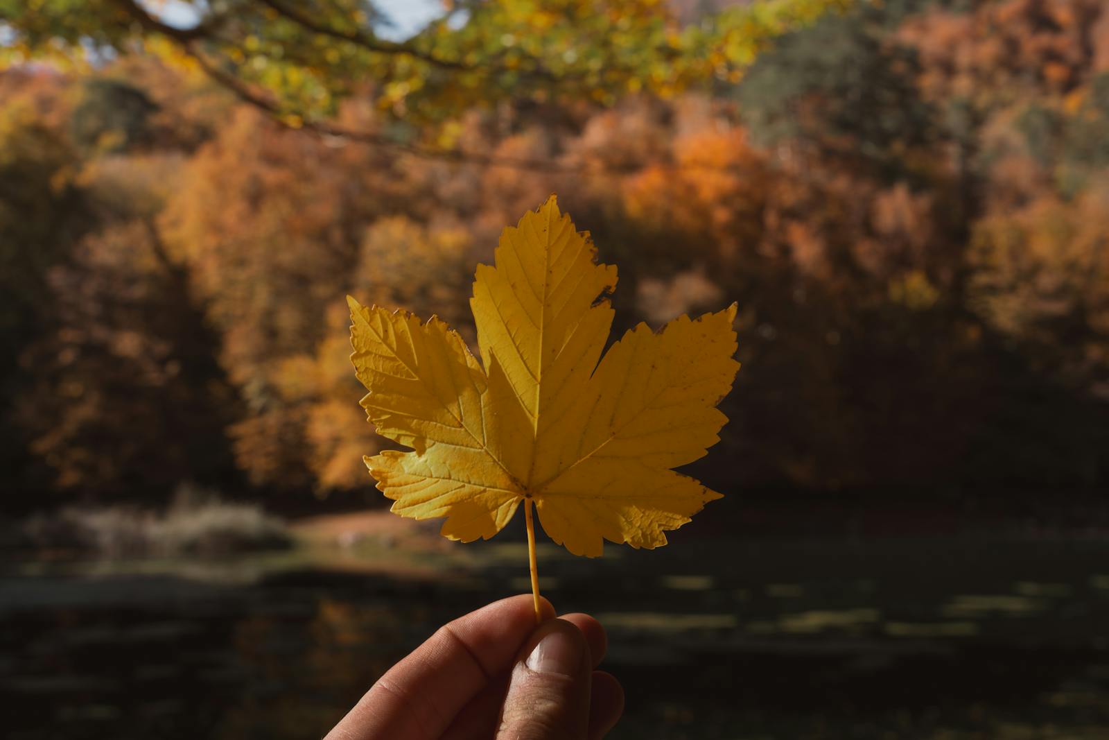 A hand holding a vibrant yellow leaf against a peaceful autumn forest backdrop in Bolu, Türkiye.