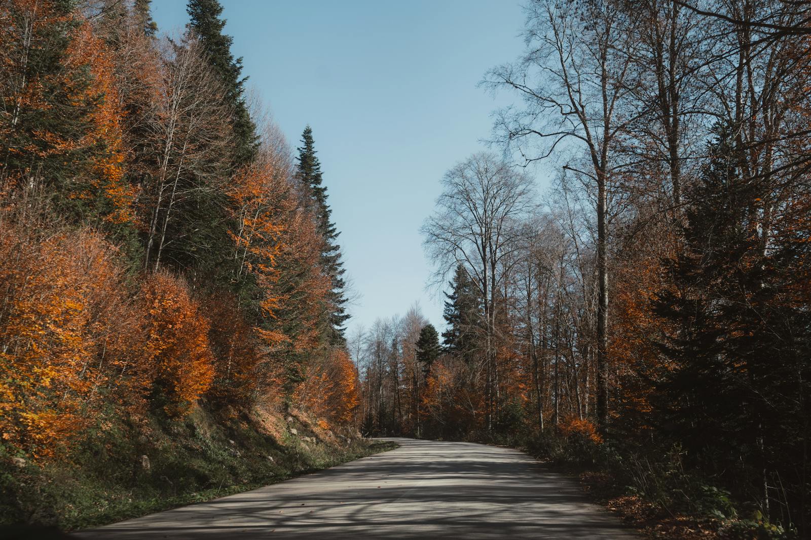 Tranquil autumn road with vibrant foliage in Bolu, Turkey, perfect for nature enthusiasts.