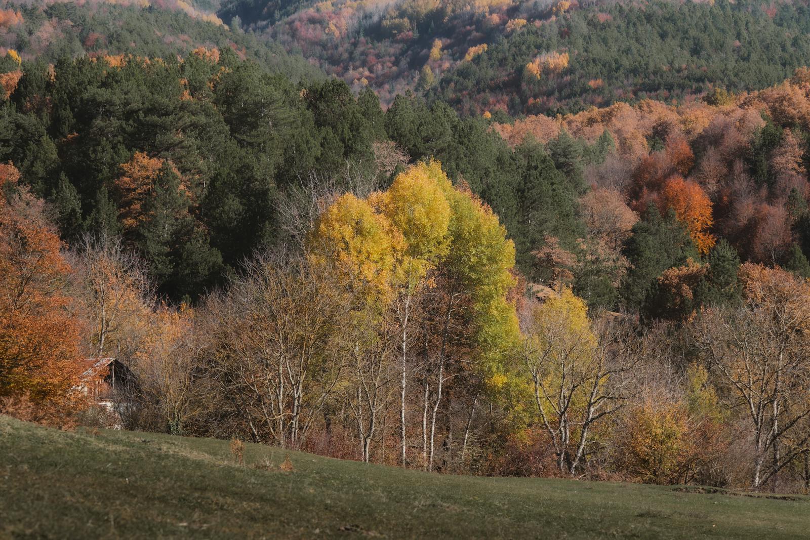 Explore the colorful fall foliage in Bolu, Türkiye, showcasing vivid autumn trees amidst a serene landscape.