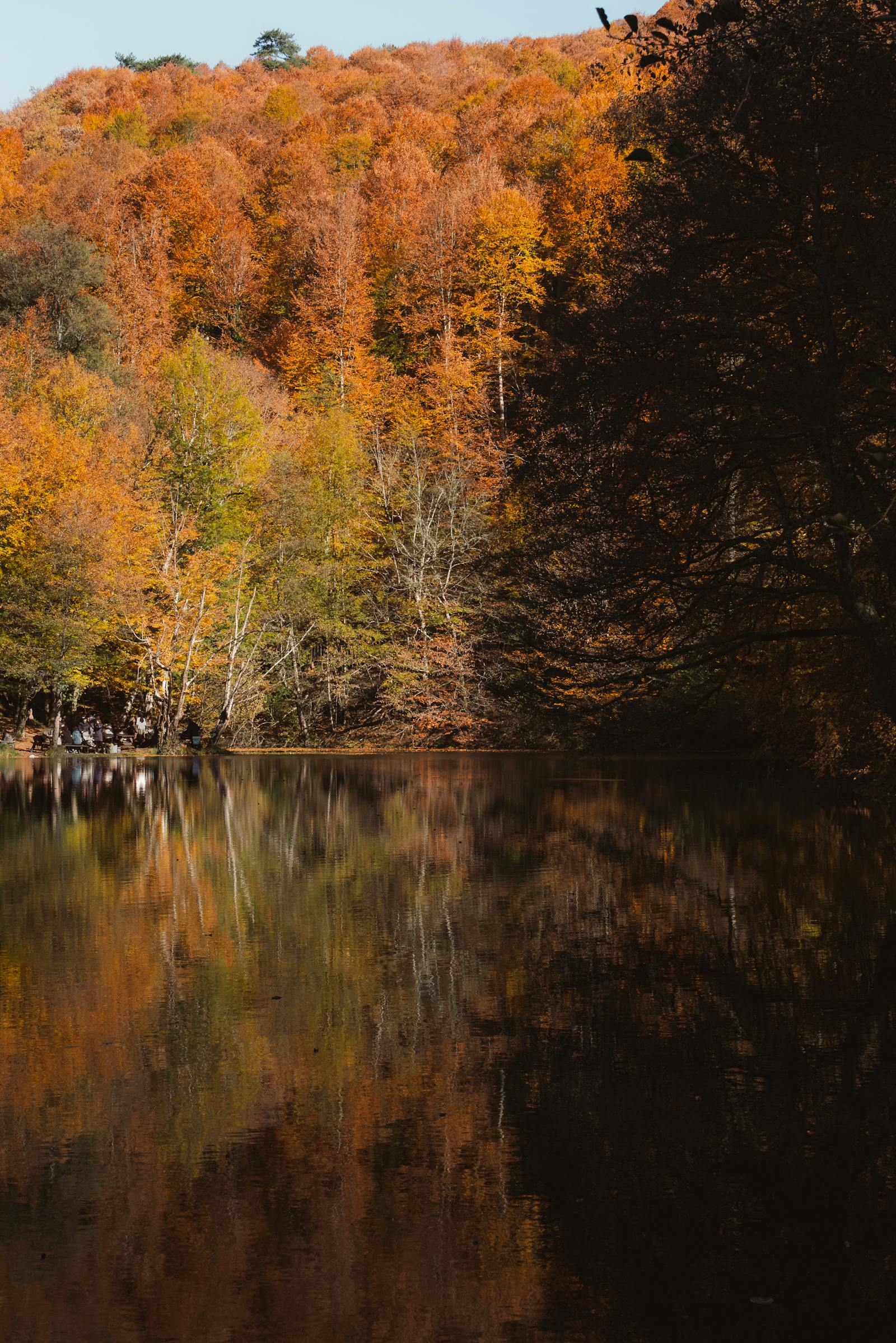 Serene autumn forest with reflected foliage in Bolu, Türkiye.