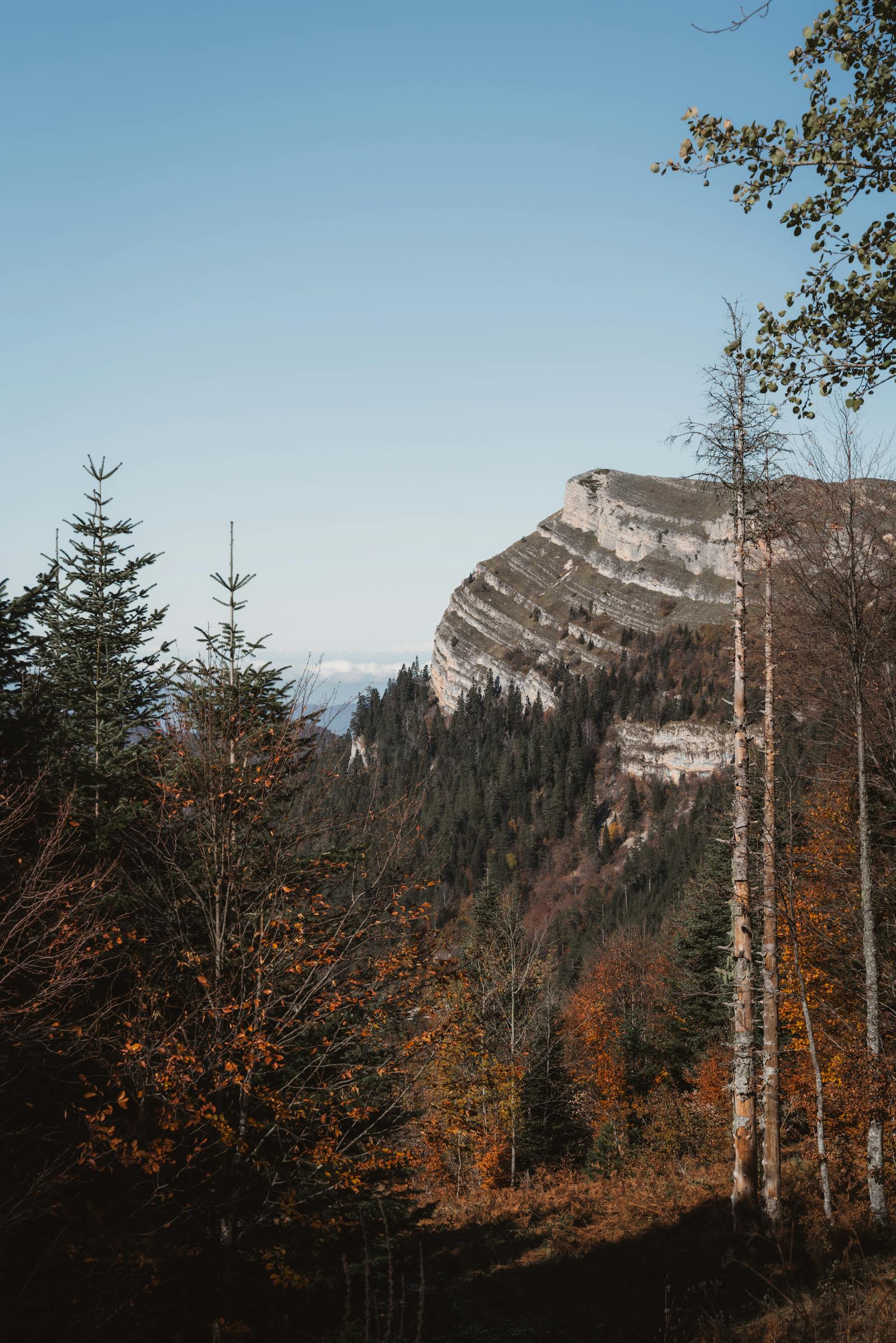 Tranquil autumn forest with a scenic mountain view in Bolu, Türkiye.