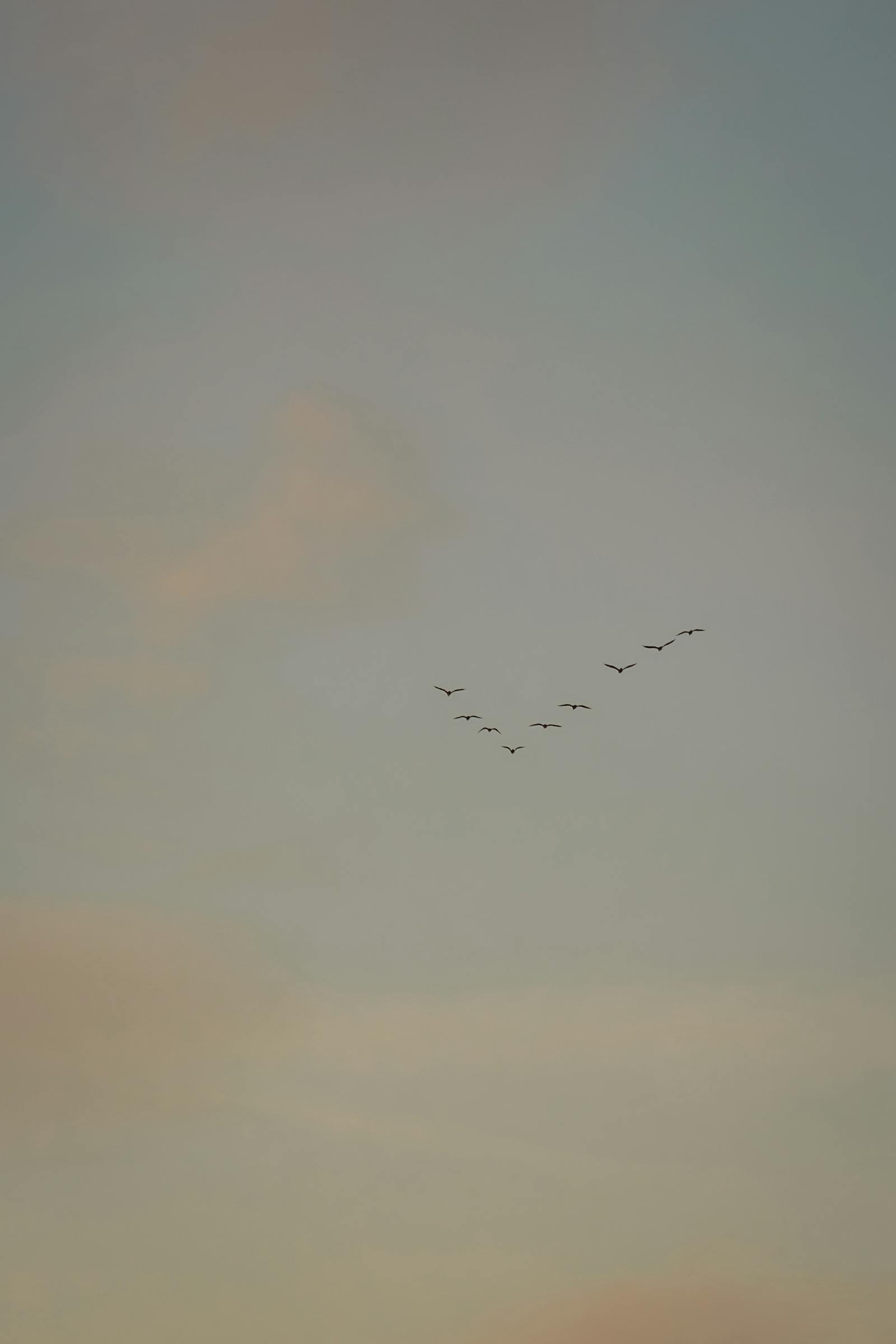 A peaceful scene of birds flying under a pastel sky in Nallıhan, Ankara, Türkiye.