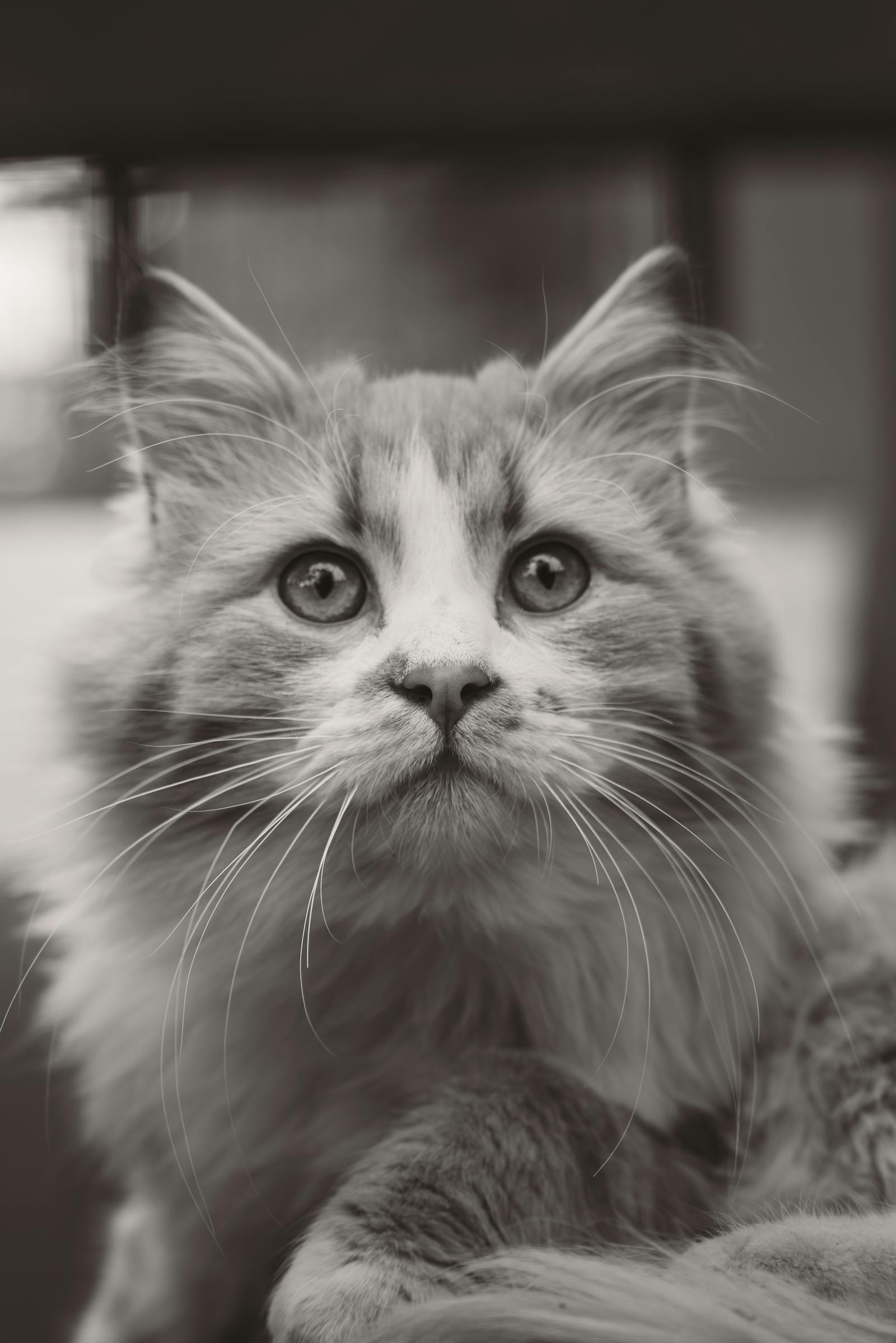 A striking black and white portrait of a fluffy cat with an intense gaze, capturing its curious and gentle nature.