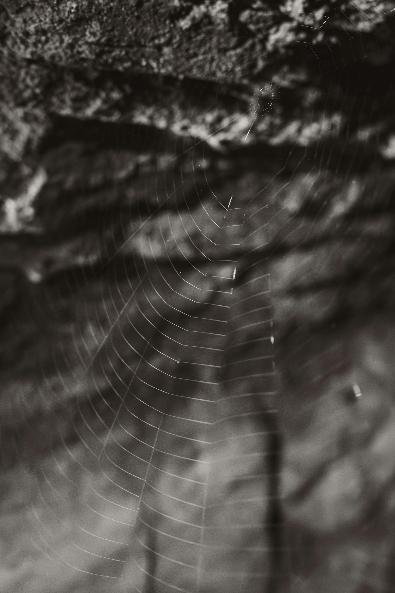 A delicate spider web captured against a textured surface at night, highlighting nature's symmetry.