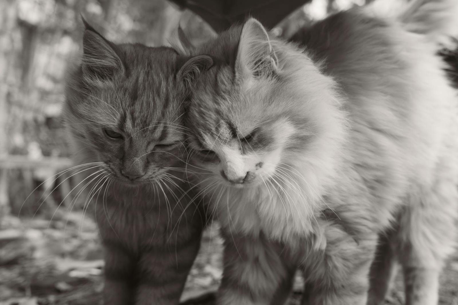 Cozy scene of two fluffy cats snuggling, perfect for pet lovers.