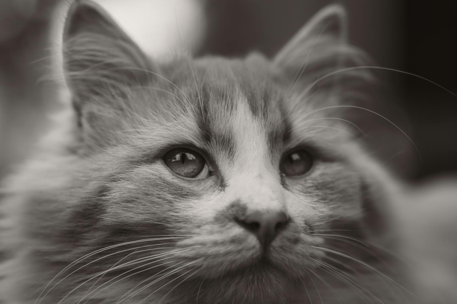 Intimate close-up portrait of a fluffy cat with gentle expression.