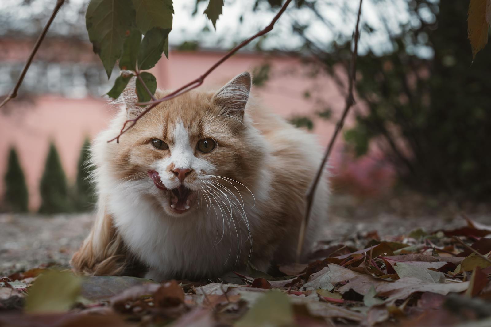 Playful ginger cat showing curiosity amidst autumn leaves, creating a lively outdoor scene.