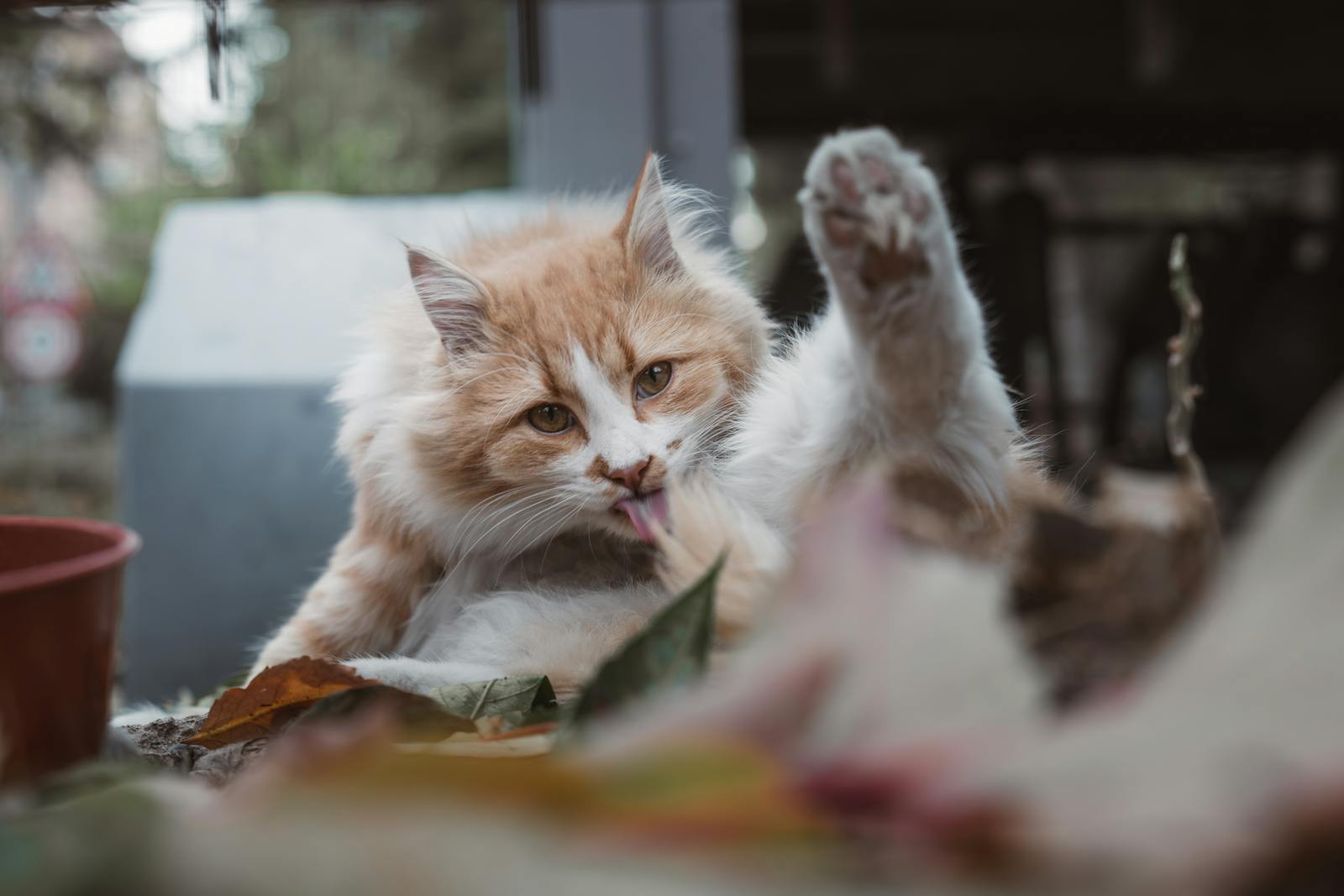 A ginger cat licking its paw amidst nature, showcasing relaxation and self-care.