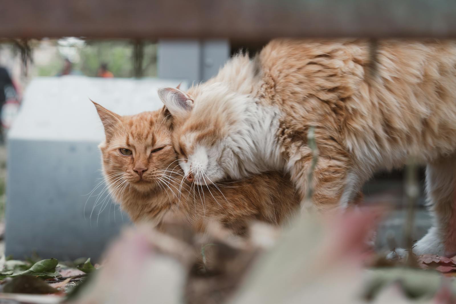 Cute fluffy cats grooming each other amidst leaves outdoors, creating a warm and relaxing scene.