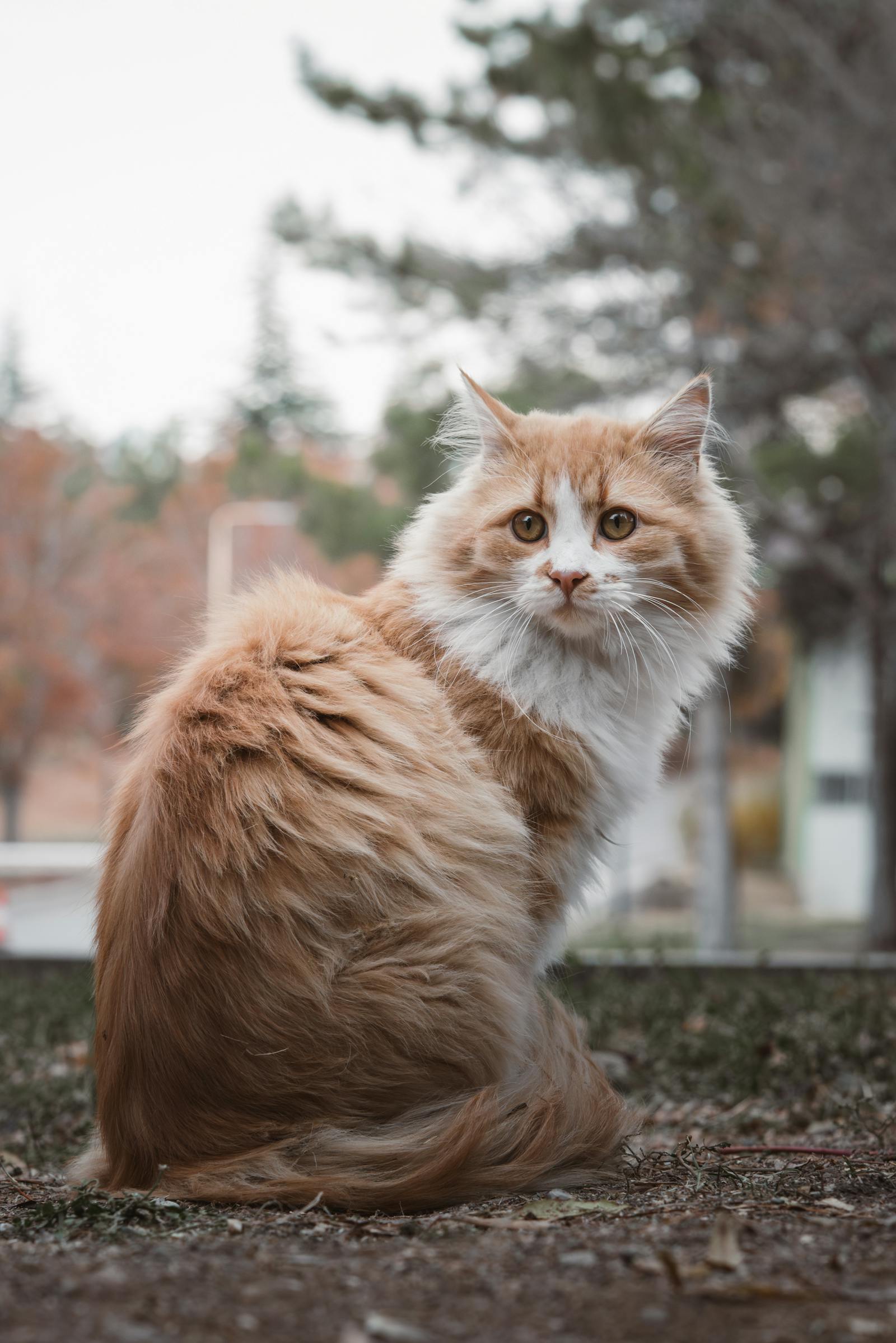 Fluffy ginger cat sitting outdoors in an autumn park, Ankara, Türkiye.