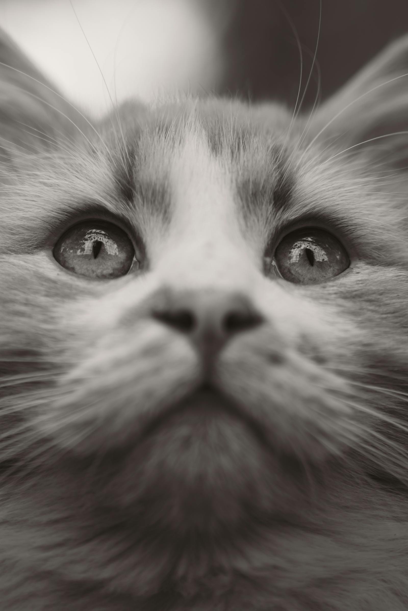 A detailed close-up of a cat's face, capturing its intense, focused gaze with intricate fur details.