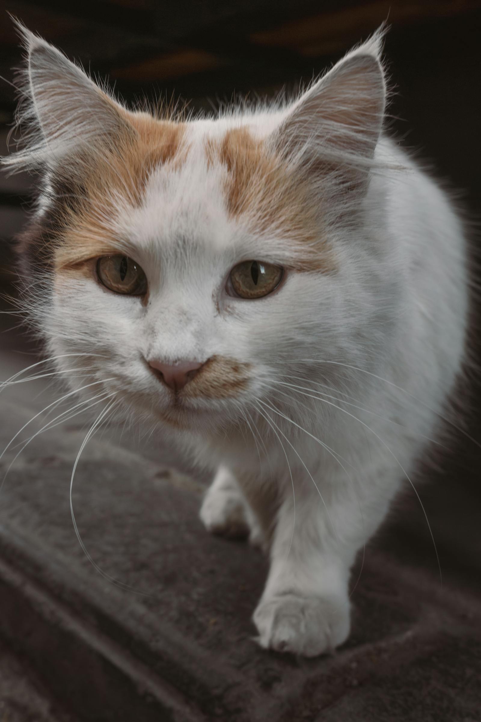 Close-up image of a curious feline with striking eyes, captured in Ankara's urban environment.