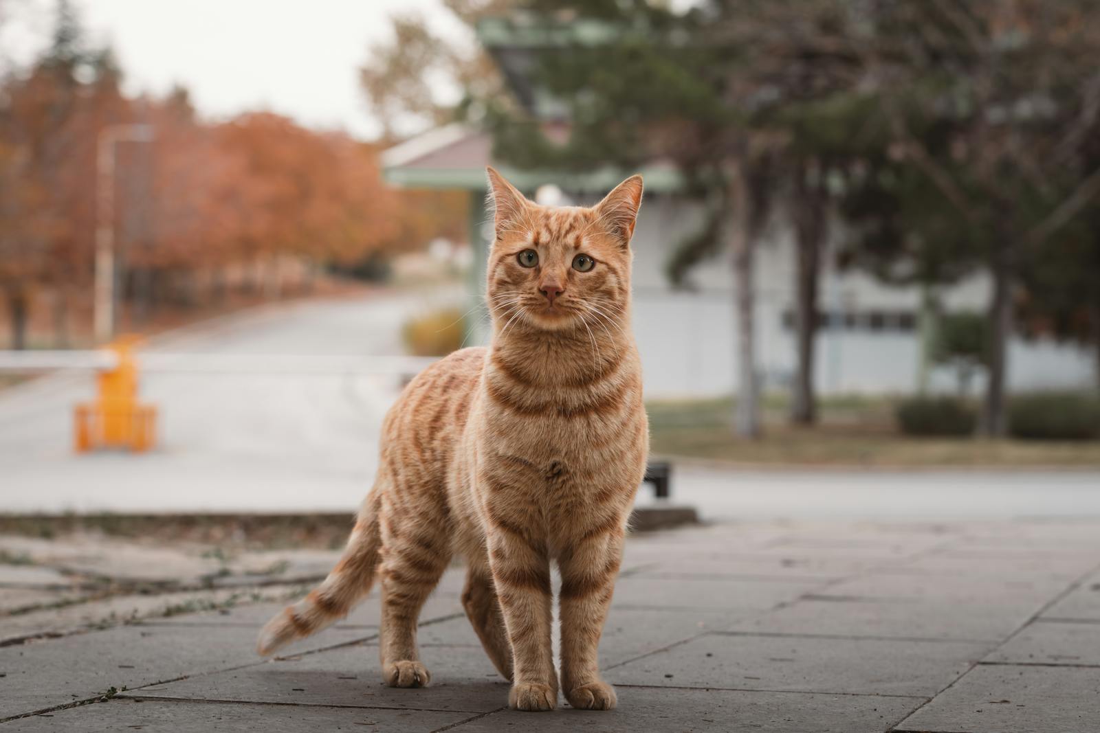 A curious orange tabby cat standing on a pavement in an autumn street in Ankara, Türkiye.