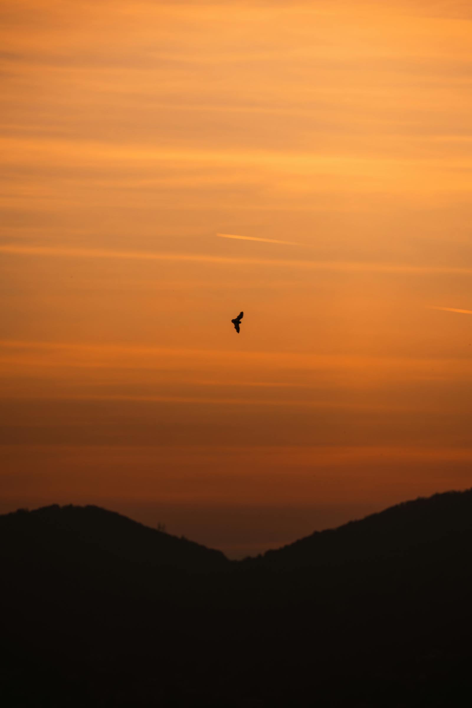 A tranquil sunset in Graz, Austria featuring a bird silhouette against the golden sky.