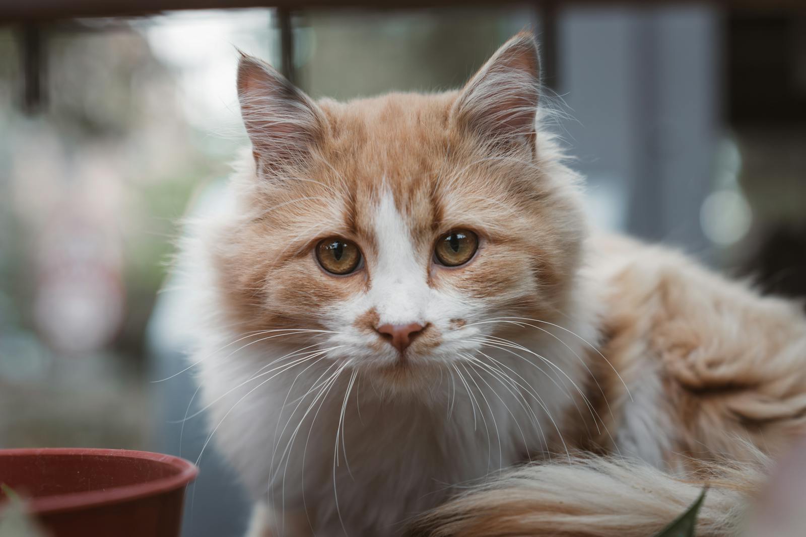 Adorable ginger cat with fluffy fur facing the camera in an outdoor setting.