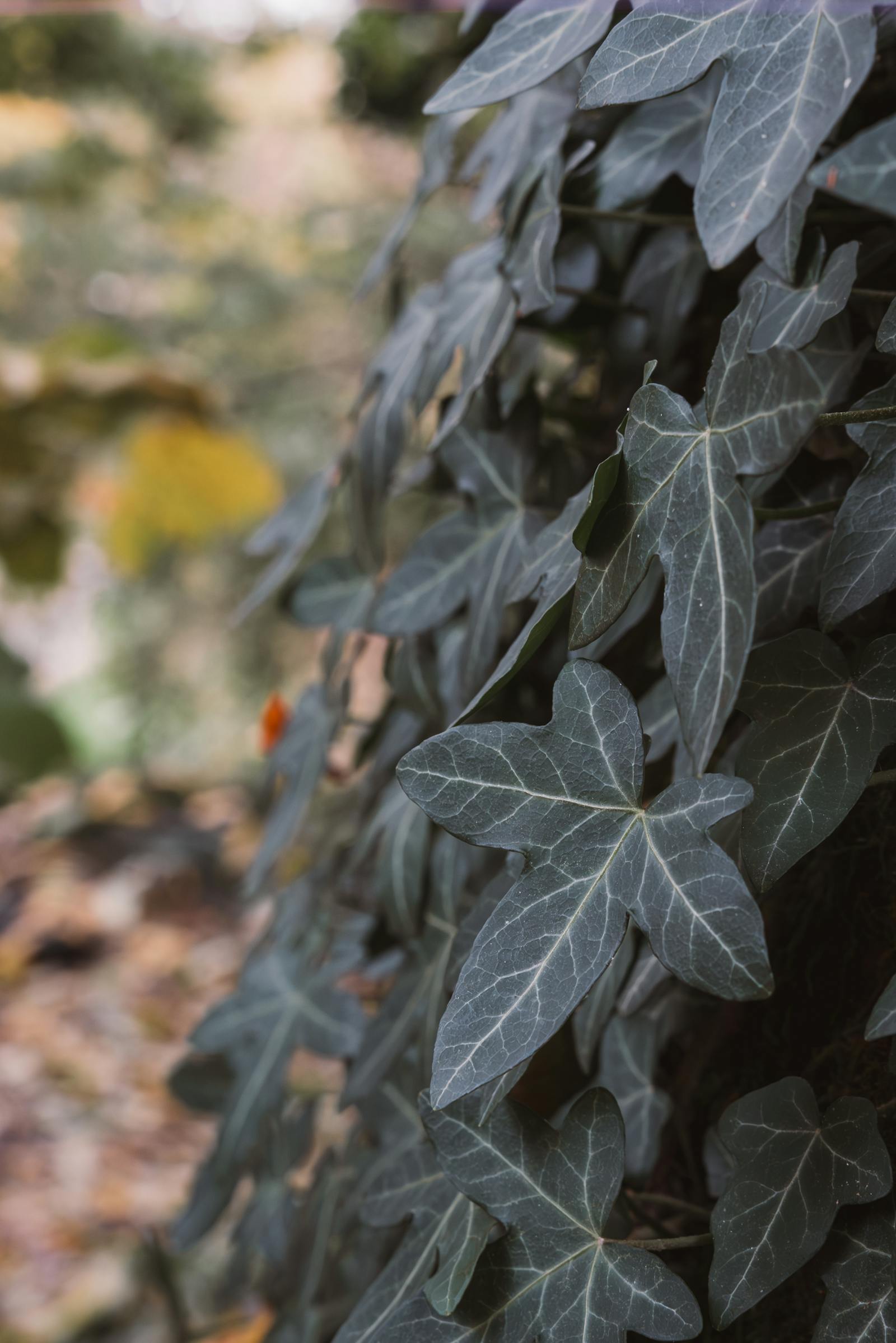 Detailed image of lush ivy leaves showcasing fall colors, capturing botanical aesthetics.