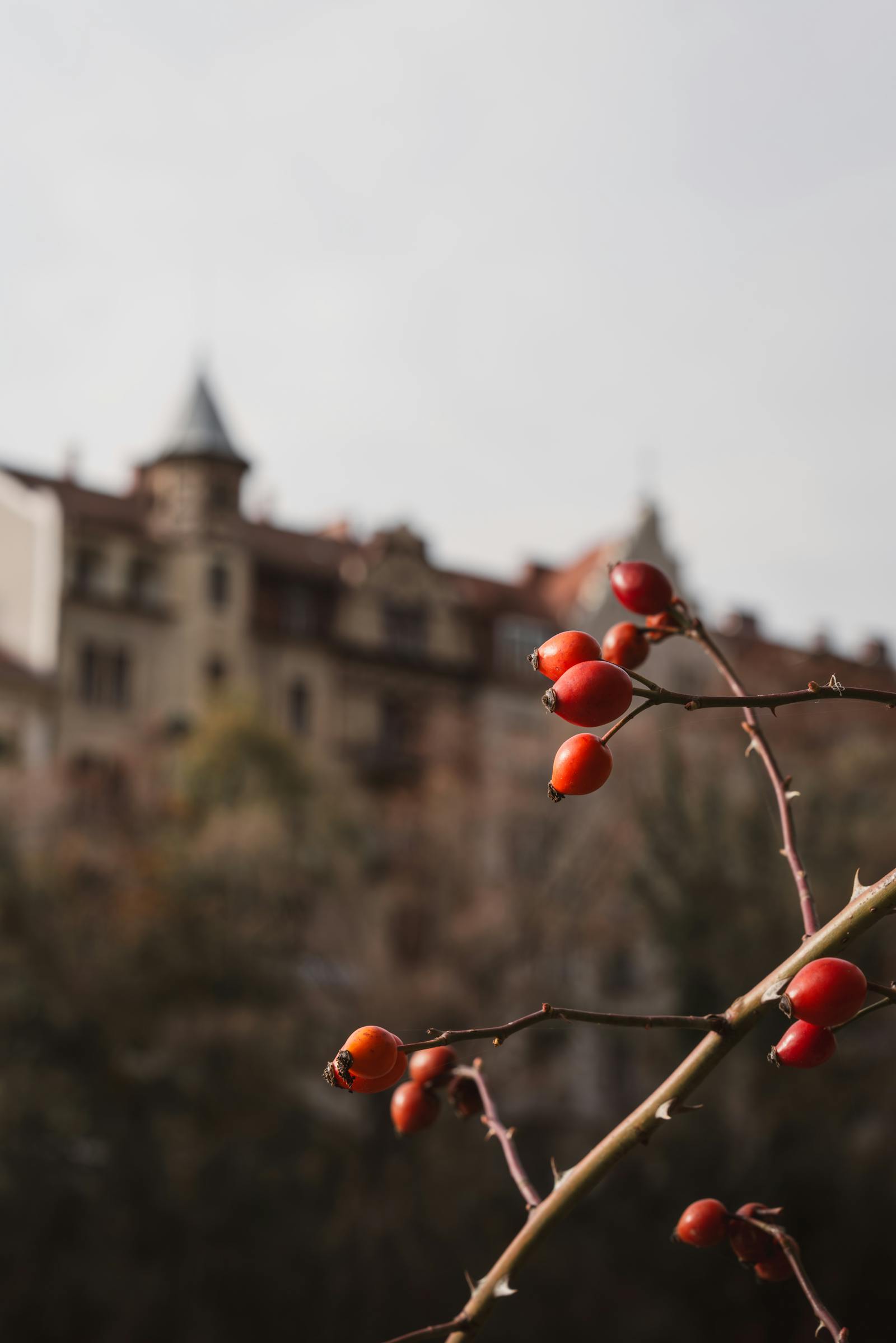 A captivating view of rose hips with a historic castle in the background, Graz, Austria.