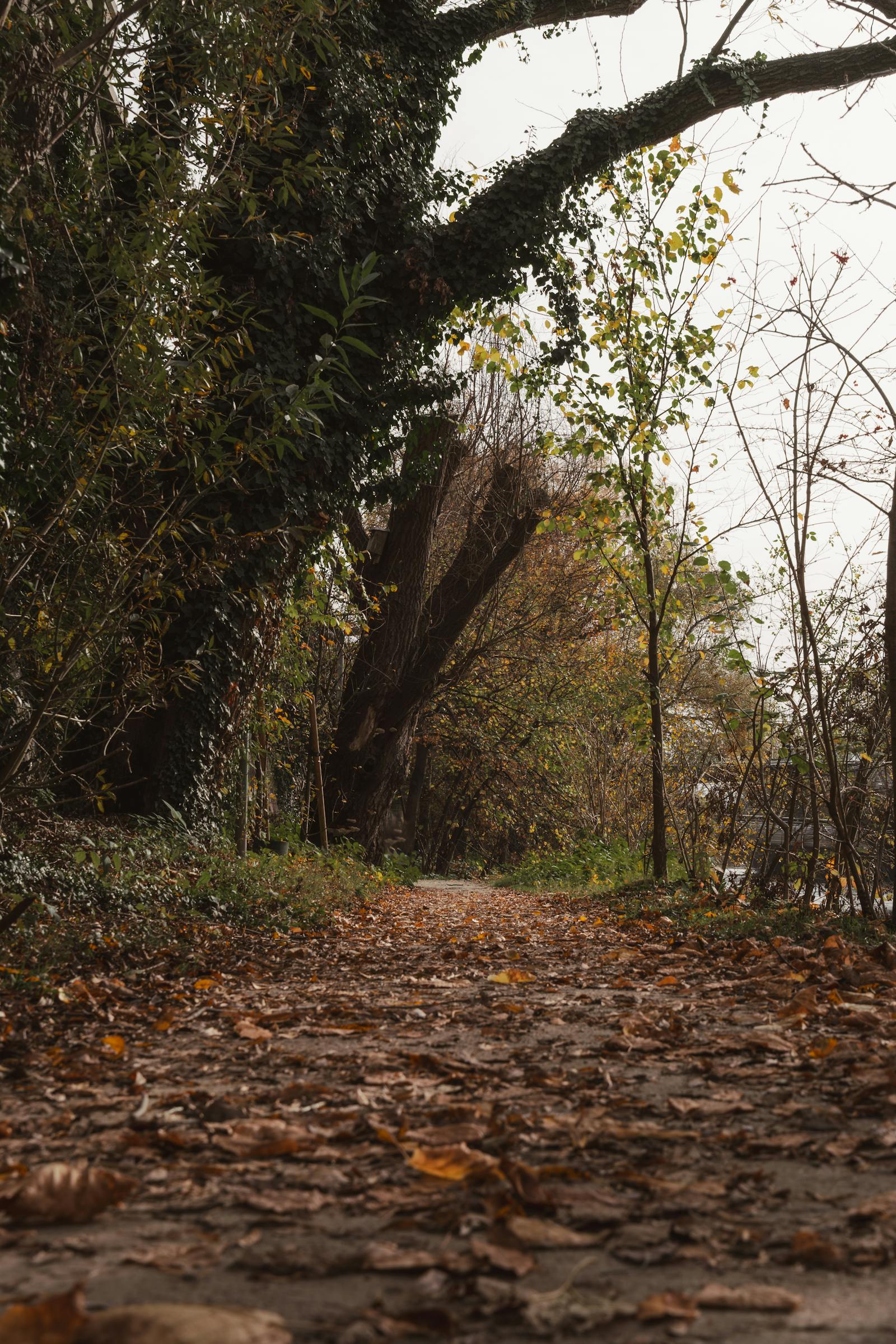 Tranquil woodland trail covered with fallen leaves in Graz, Austria, during autumn.