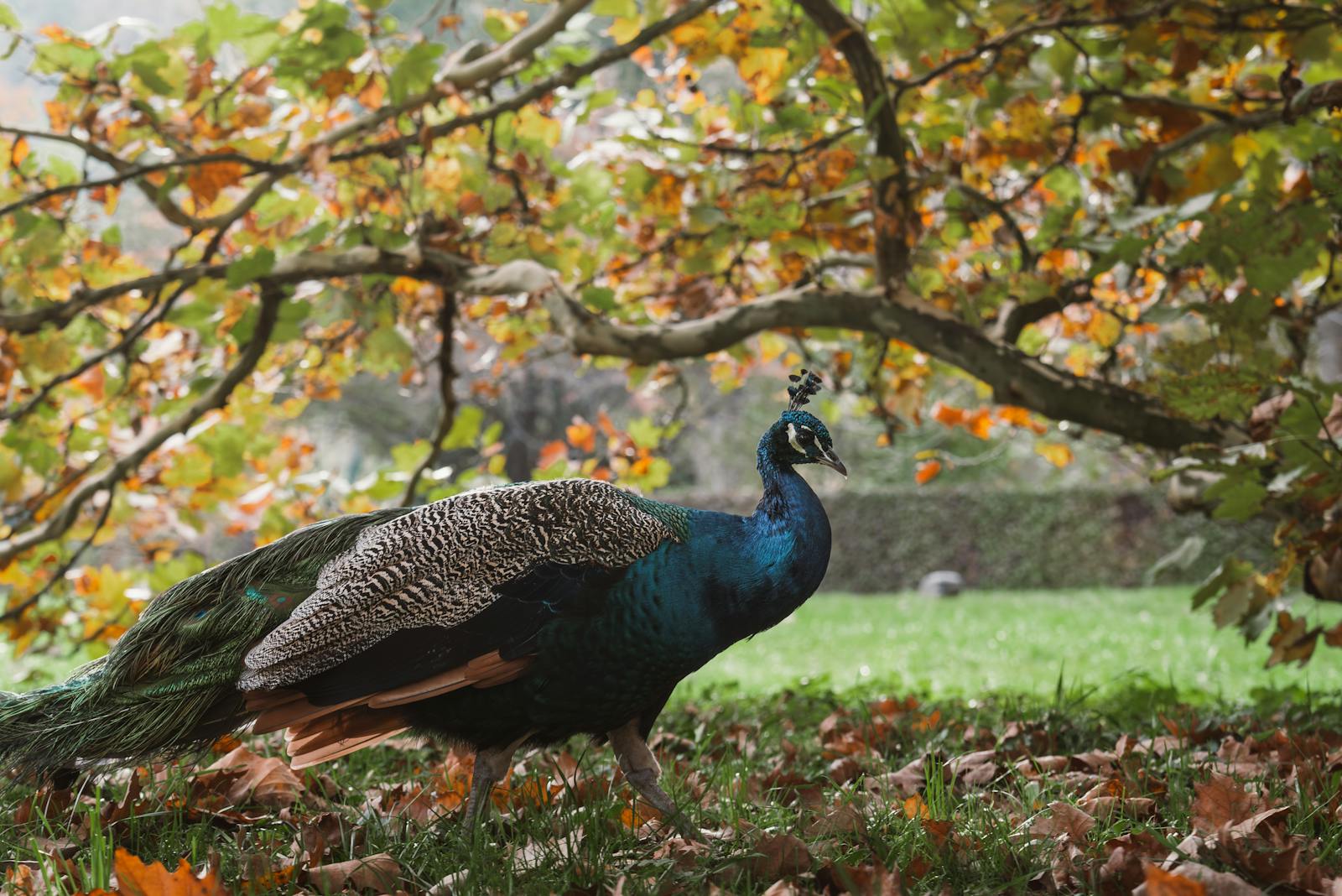 A regal peacock strolls through a colorful autumn forest, displaying its elegant plumage.