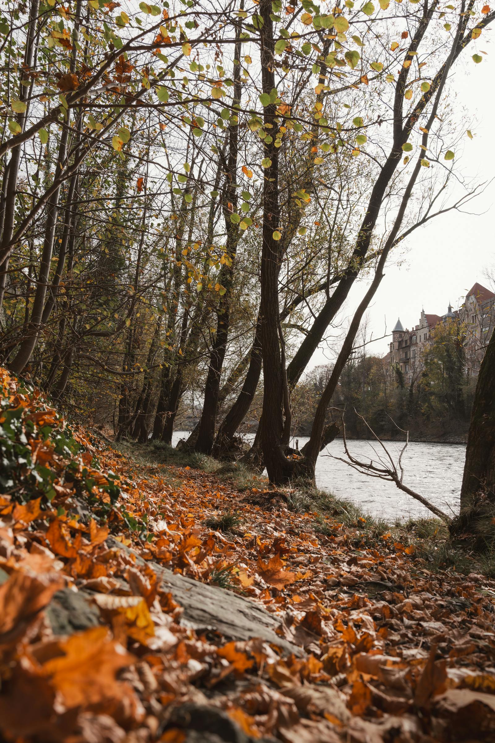 A picturesque autumn scene featuring the vibrant foliage and tranquil waters of the Mur River in Graz, Austria.