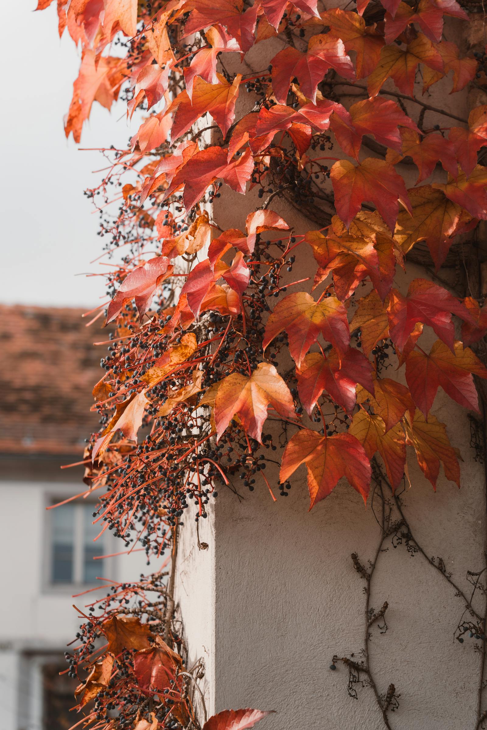 Red autumn ivy cascading over a white urban wall, showcasing vibrant fall colors.