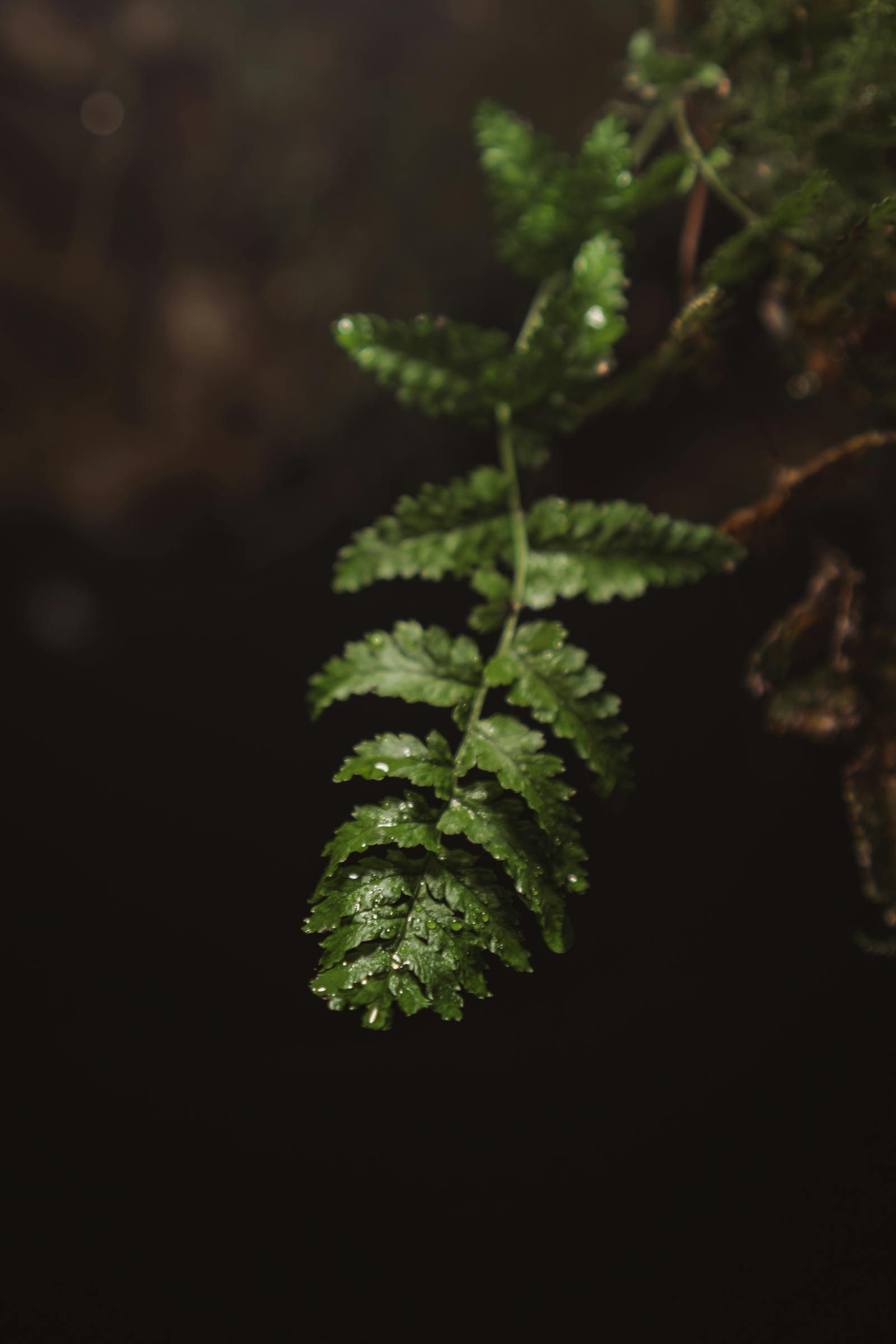 Intimate shot of a lush, dew-covered fern leaf, capturing tranquility and natural beauty.