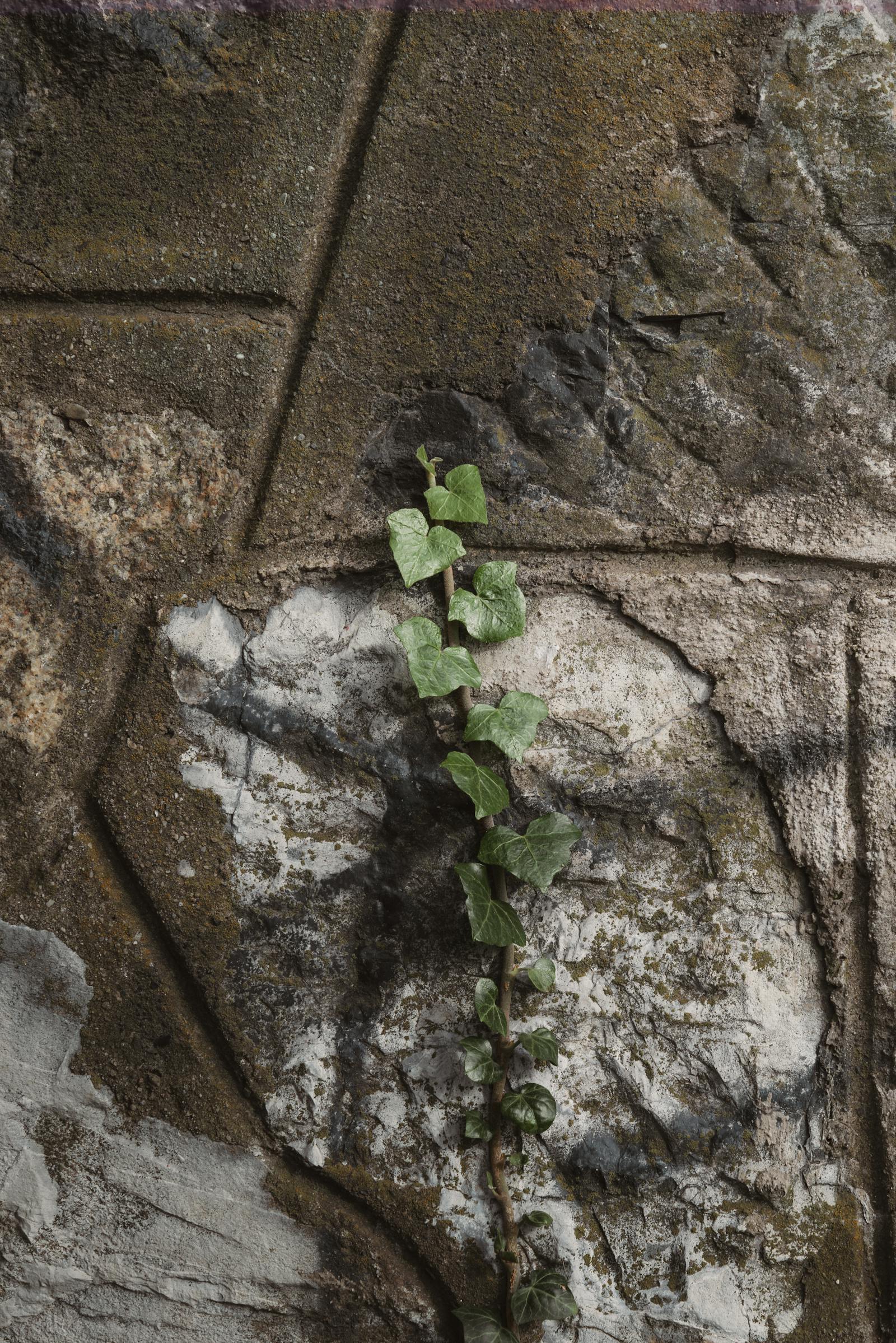 A close-up of ivy growing on an aged stone wall, showcasing urban nature.