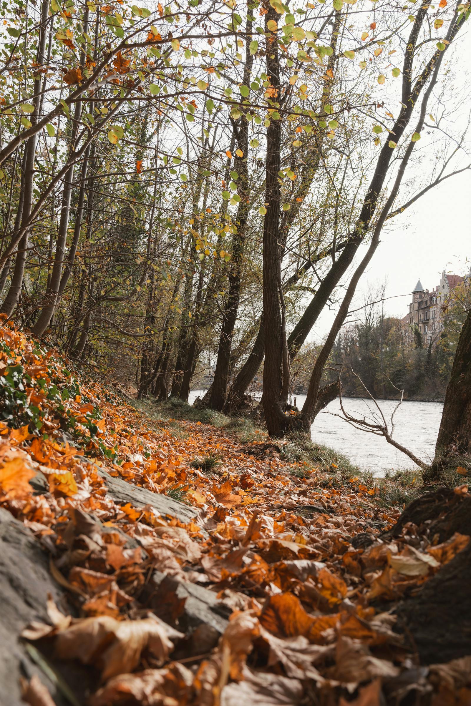 Explore a tranquil autumn forest with vibrant fall foliage along a serene river in Graz, Austria.