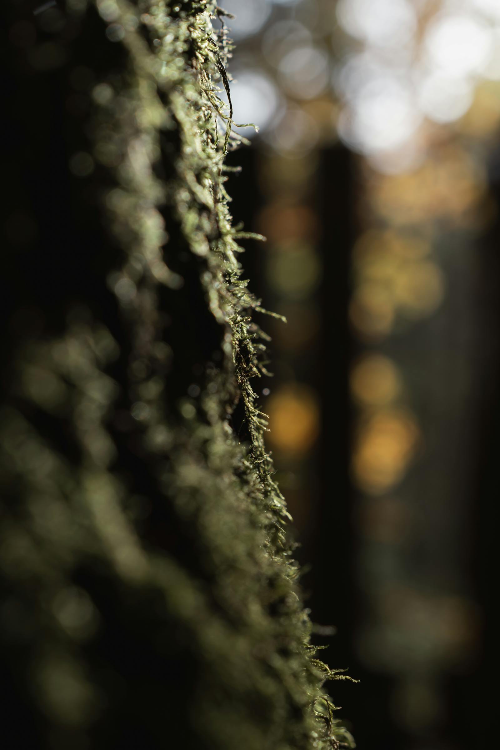 Close-up of moss on a tree in a sunlit forest, creating an abstract nature vibe.