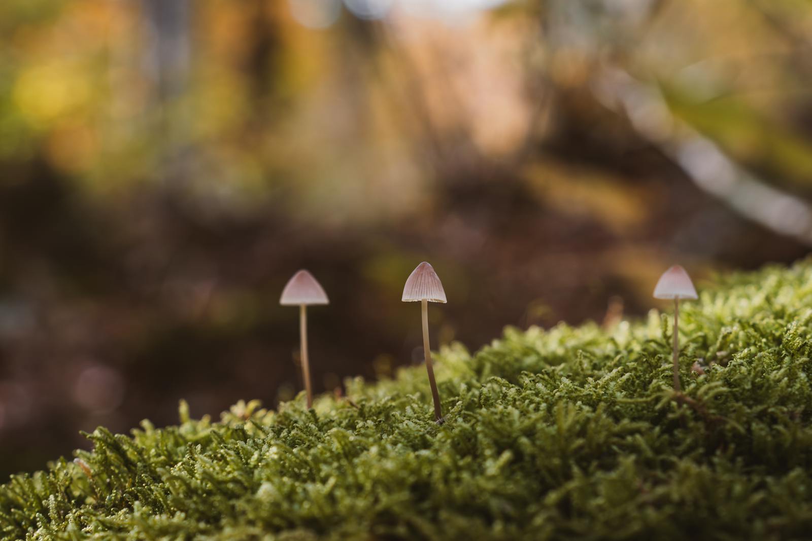 Close-up of mushrooms on moss in a forest in Styria, Austria during fall.