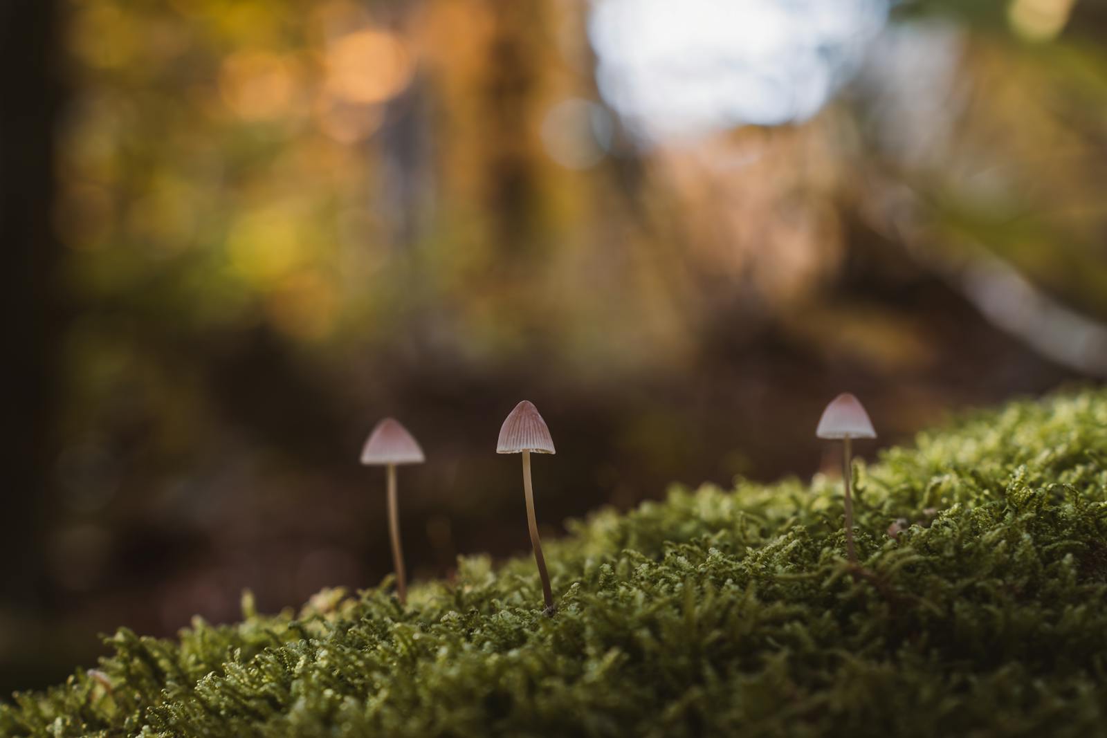 Serene autumn scene featuring a trio of mushrooms on a mossy forest floor.