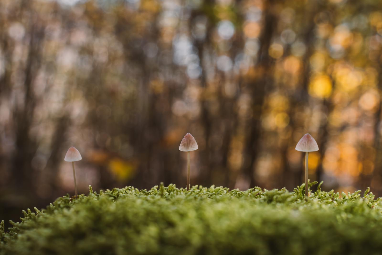 Trio of small mushrooms on mossy ground in autumn forest, Eisenerz, Austria.