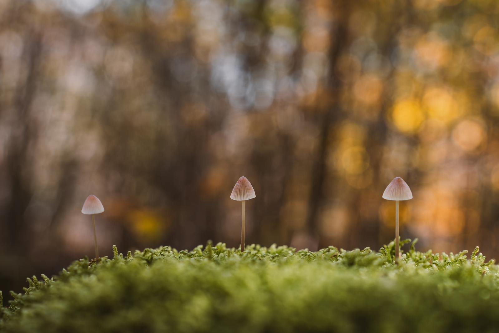 A serene shot of three mushrooms in a mossy forest, embodying autumn's magical hues.