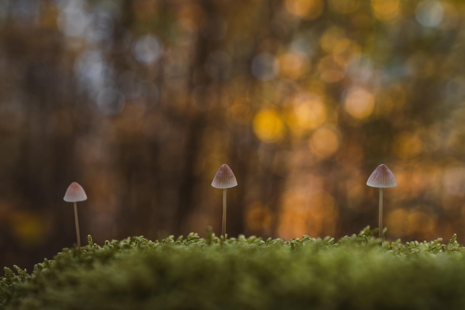 Three delicate mushrooms captured in an autumn forest setting, radiating warm hues.